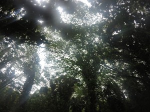 DCIM101GOPRO